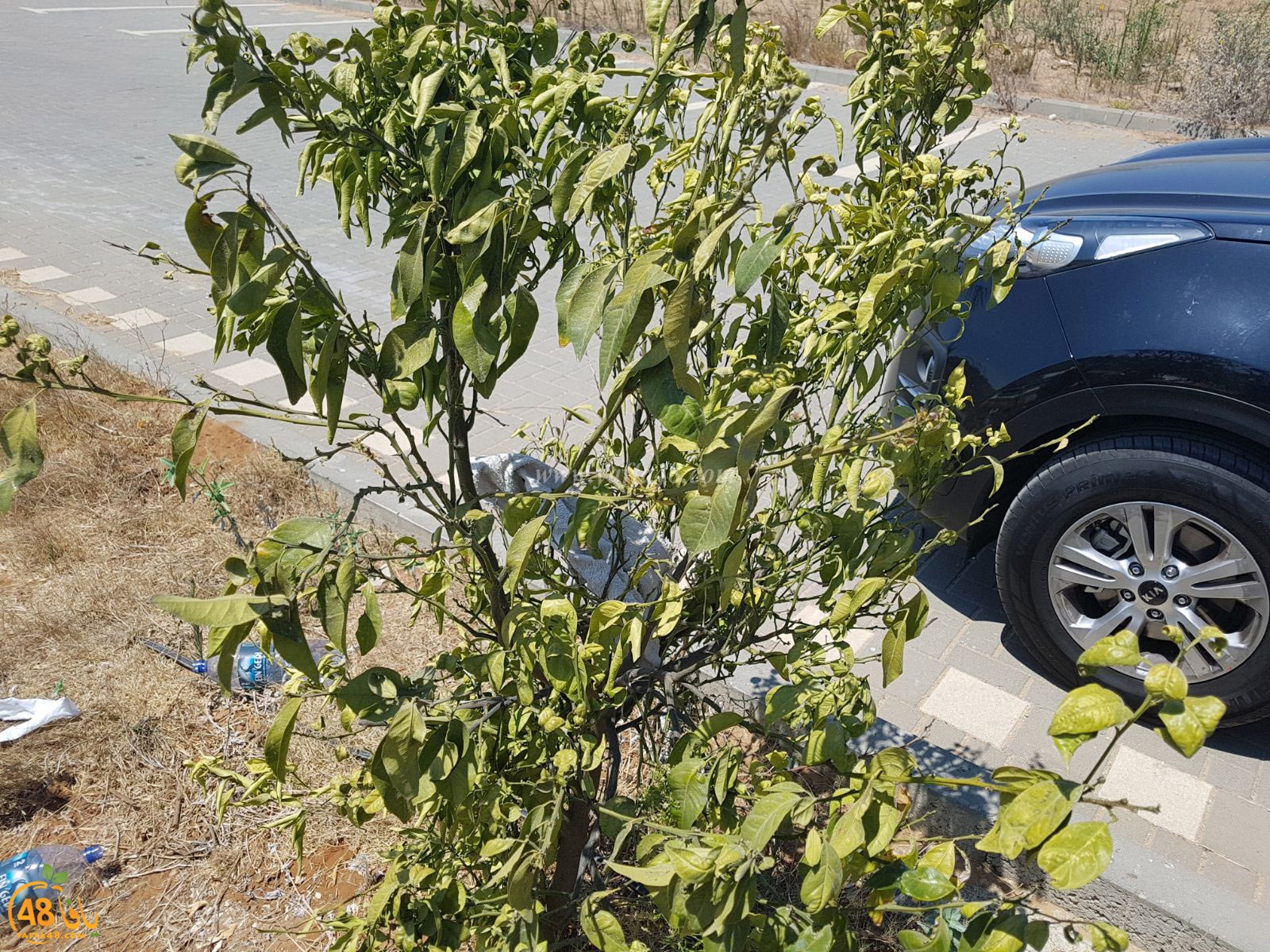 tasoo trees je (5).jpg